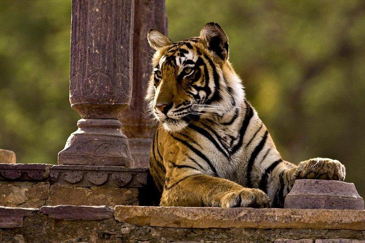 2 Tage: Ranthambore Tiger Safari von Jaipur mit Drop in Agra