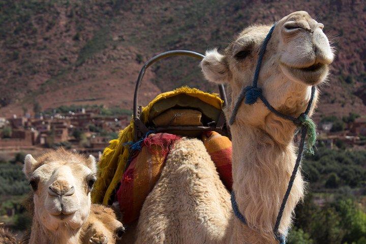 Paseo privado en camello en las montañas del Alto Atlas desde Marrakech