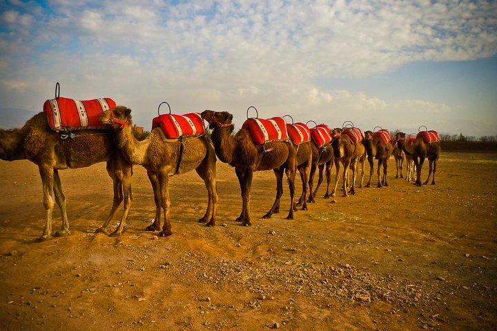 Quadfahren und Kamelreiten in Marrakech palmerie