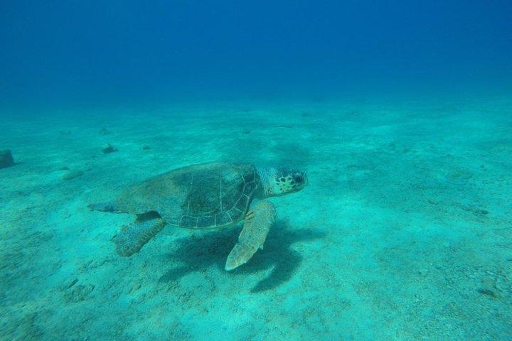 Discovery Scuba Diving in Kas voor First Time Divers