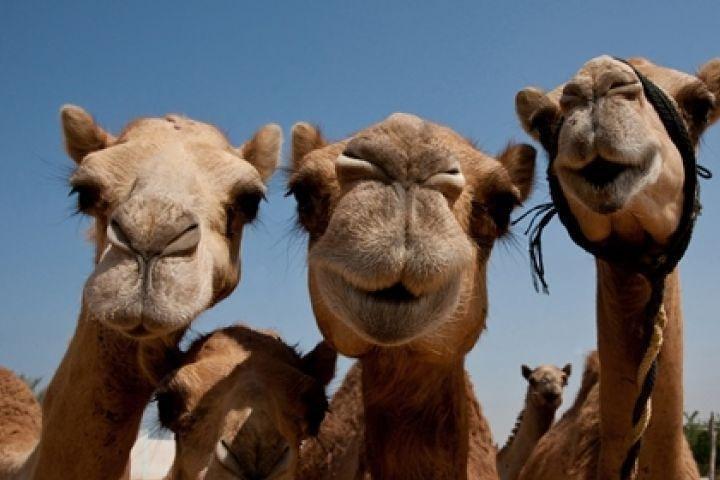 Sunset Camel Ride con cena BBQ da Ras Al Khaimah