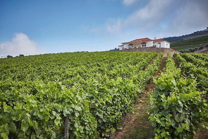 Privétour door de Dourovallei vanuit Porto: 3 wijnhuizen en lunch