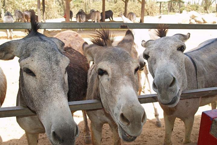 Tour guidato di mezza giornata al Santuario degli animali di Aruba