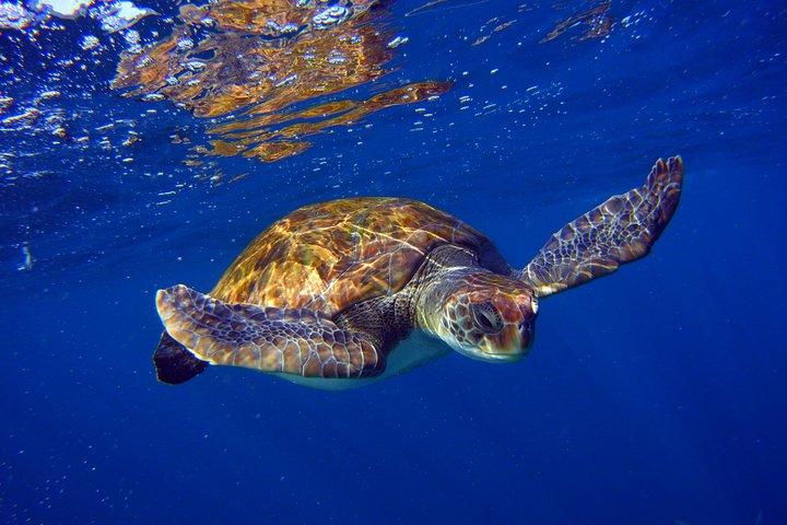 Excursion de plongée avec tuba parmi les tortues de mer et les raies