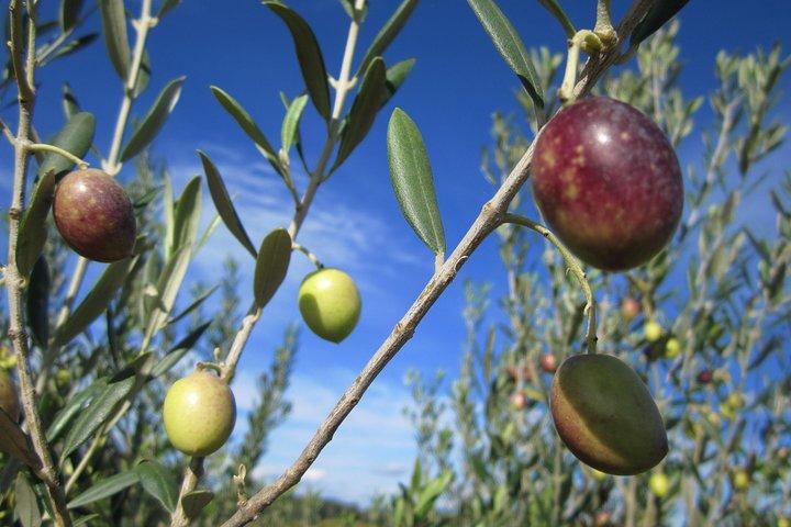 Lille gruppe Halvdags Languedoc Vin og Olive Tour fra Montpellier
