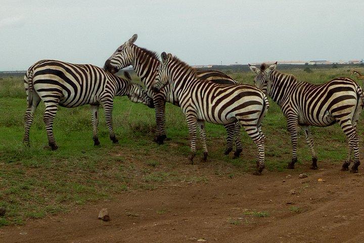 Group Joining-Half Day Nairobi National park