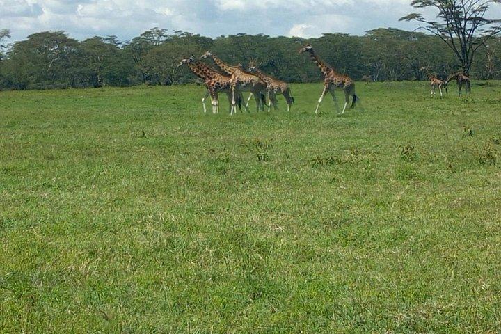 プライベート日帰り旅行-ナイロビからバンで行くナクル湖国立公園