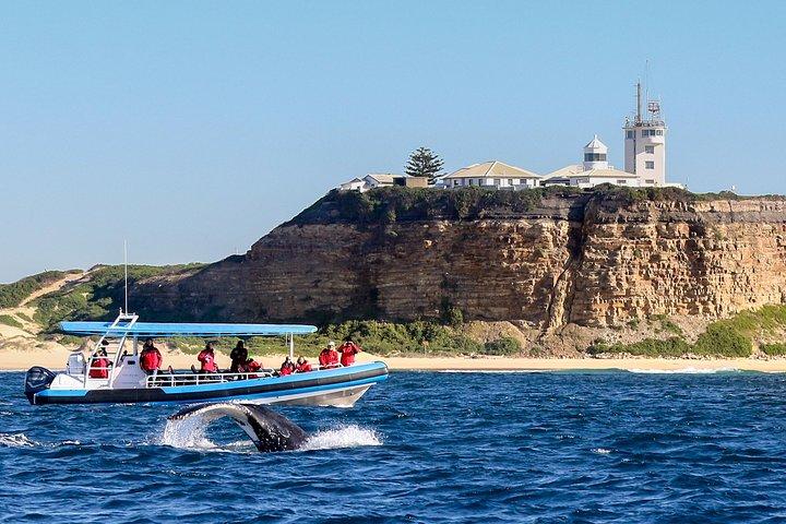 Humpback Whale Encounter Tour fra Newcastle