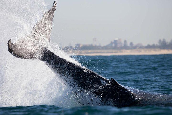 Humpback Whale Encounter Tour fra Newcastle