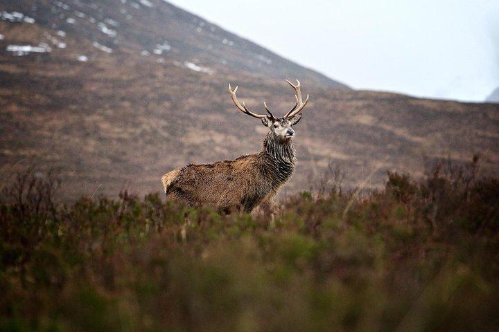 Tour privato Glencoe Driving da Edimburgo