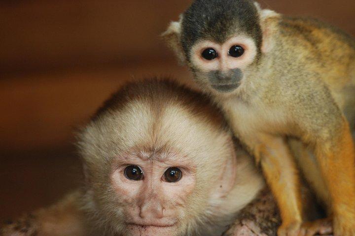 4-dagars Amazon Jungle Tour på Eco Amazonia Lodge