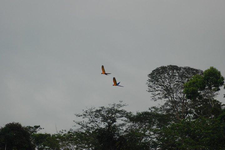 4-dagars Amazon Jungle Tour på Eco Amazonia Lodge
