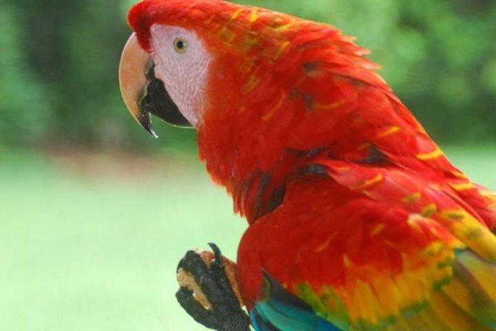 8-dages tur fra Lima: Machu Picchu og Amazon Jungle
