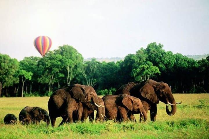 4 Days Enthralling Safaris in Kenya-lake Nakuru Masai Mara