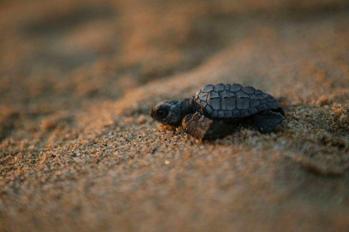 Esperienza ecologica di rilascio delle tartarughe di Los Cabos