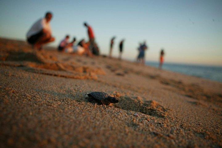 Los Cabos Turtle Release Eco-oplevelse