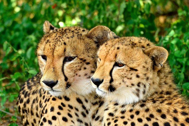 St Lucia Estuary Safari & Emdoneni Wild Cat Project Day Tour de Durban