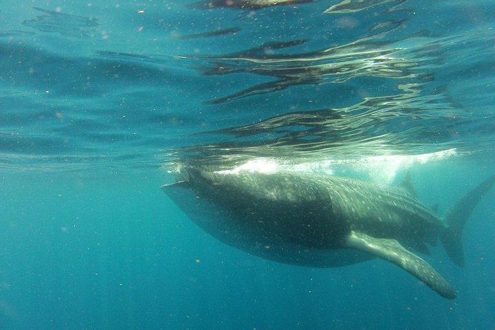 Whale Shark Tour vanaf Holbox Island