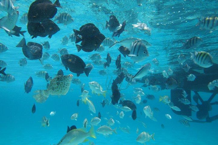 Stingray City Experience Plus One Snorkel Stop