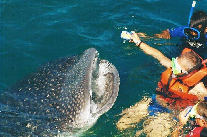 Whale Shark Swim Adventure SMALL GROUP from Cancun