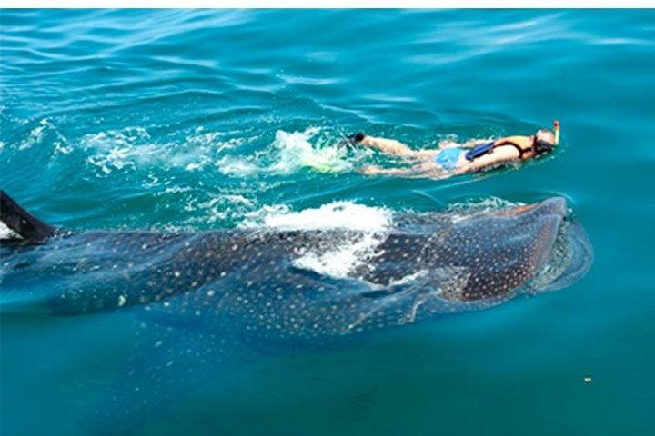 Whale Shark Swim Adventure SMALL GROUP from Cancun