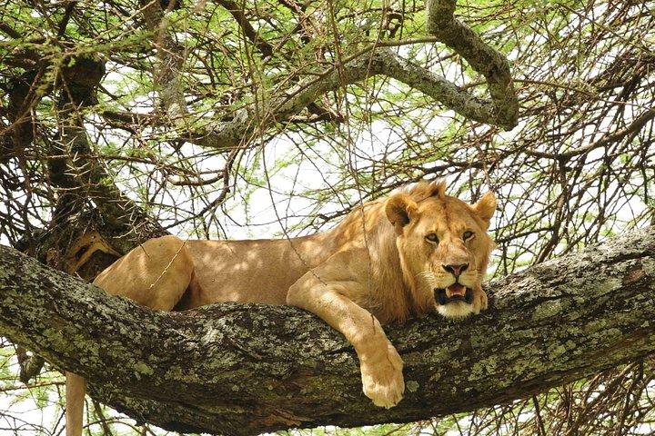 Tour safari di 3 giorni al Tarangire National Park, al Lake Manyara National Park e al cratere Ngorongoro di Arusha