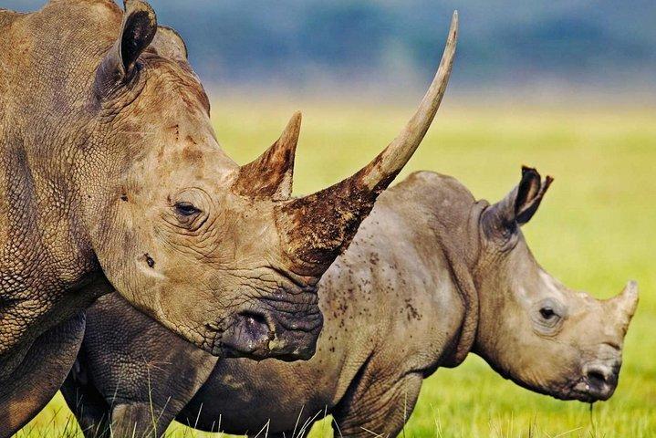 3-Day Safari Tour to Tarangire National Park, Lake Manyara National Park and Ngorongoro Crater from Arusha