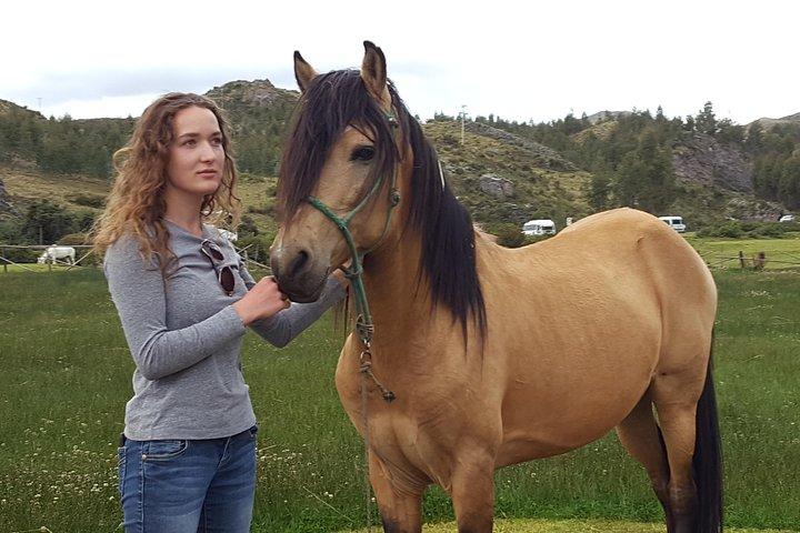 Esperienza equestre - Cavallo paso peruviano