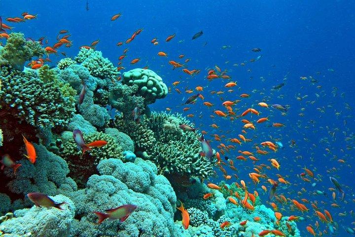 Crociera in barca con fondo di vetro a Eilat