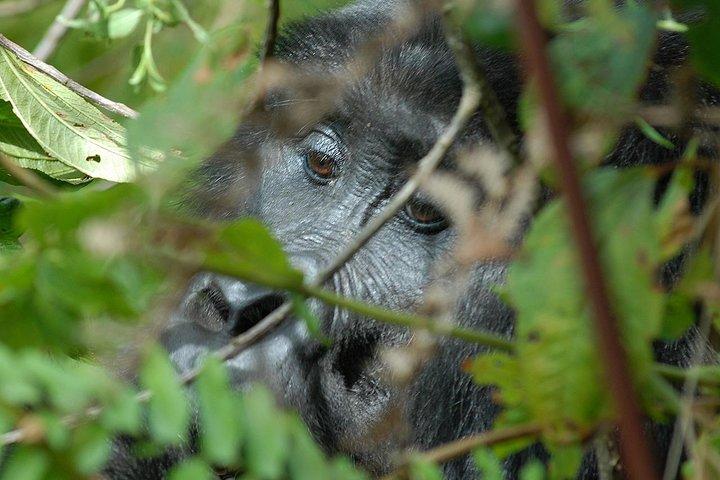 Safari de gorila de 5 dias em Uganda