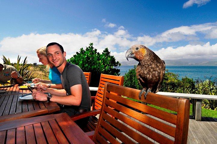 Visita guiada clásica de un día a la isla Kapiti