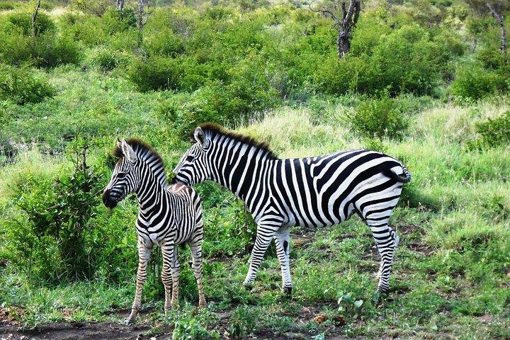 Día 3 Camping Safari: Lago Manyara a Ngorongoro Crater a Tarangire (Presupuesto)
