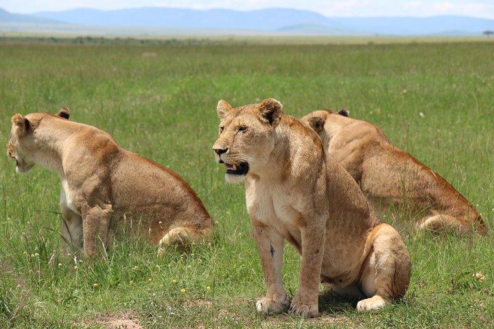 Safari privé de 3 jours à Masai Mara avec une jeep land cruiser 4x4