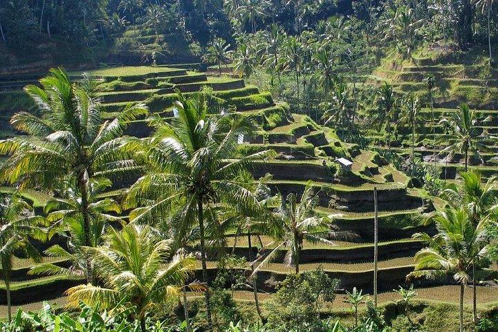 Explore Lovely Denpasar: Self-Guided Audio Tour