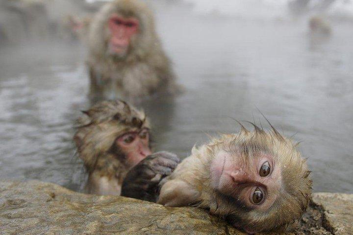 Day Trip to See the Snow Monkeys from Shinjuku with Lunch Buffet