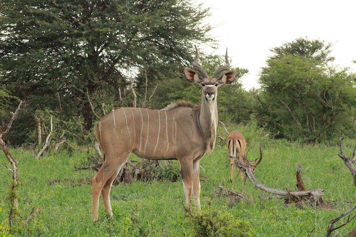 Mokoro Day Trip