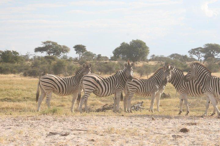 Excursión de un día a Zebra Trail Makgadikgadi