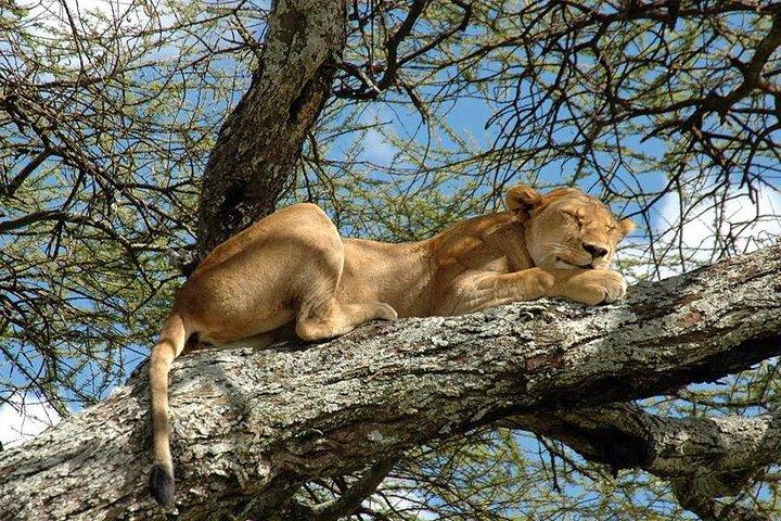 Full-Day Trip naar Tarangire National Park