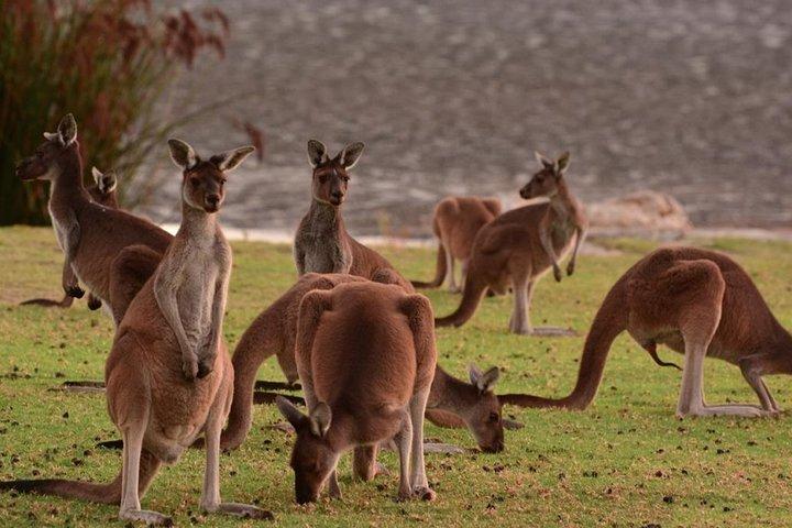 Halv dagars Swan Valley & Wildlife Park Tour