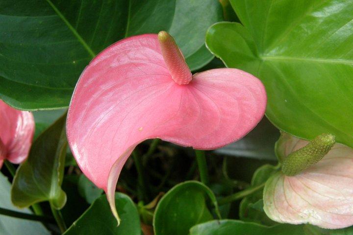 Hunte's Garden e tour dell'abbazia di San Nicola per piccoli gruppi Barbados