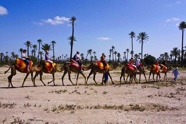 Camel Ride in Marrakech Including Moroccan Tea