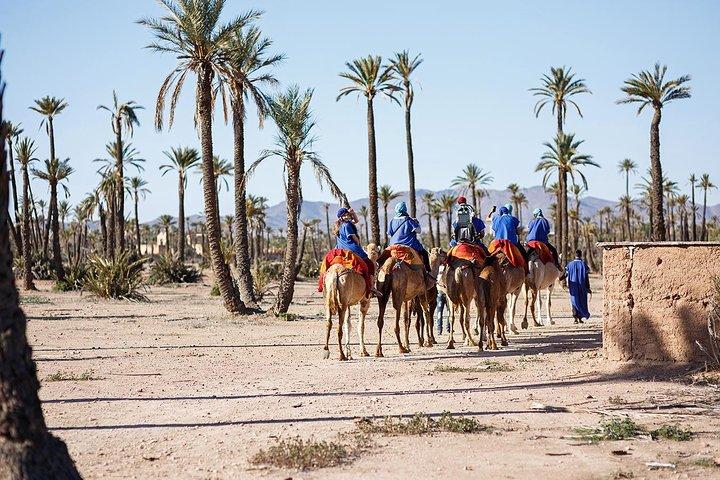 Camel Ride in Marrakech Including Moroccan Tea