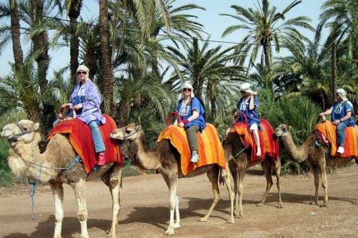 Camel ride in Marrakech palm grove