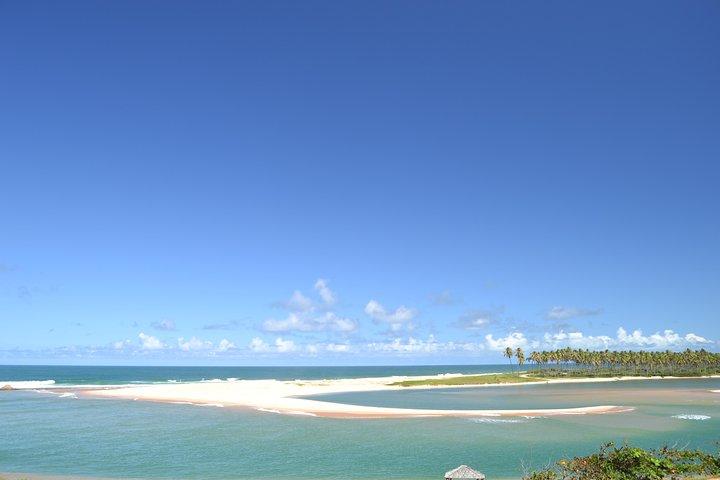 From Salvador to Praia do Forte Day trip get to know the coconut coast