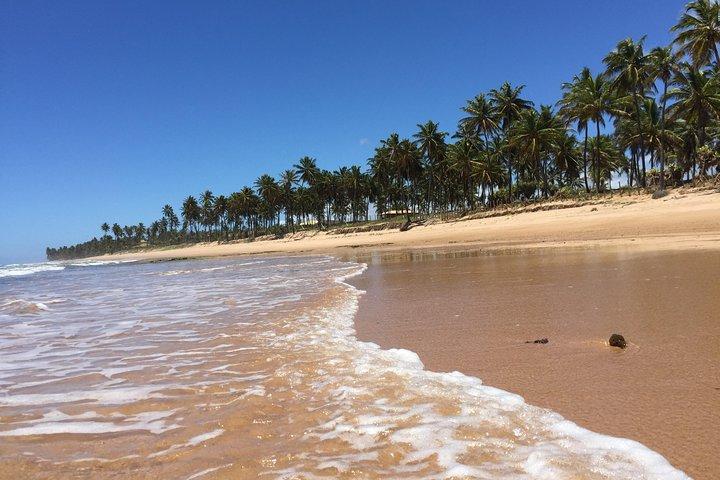 From Salvador to Praia do Forte Day trip get to know the coconut coast