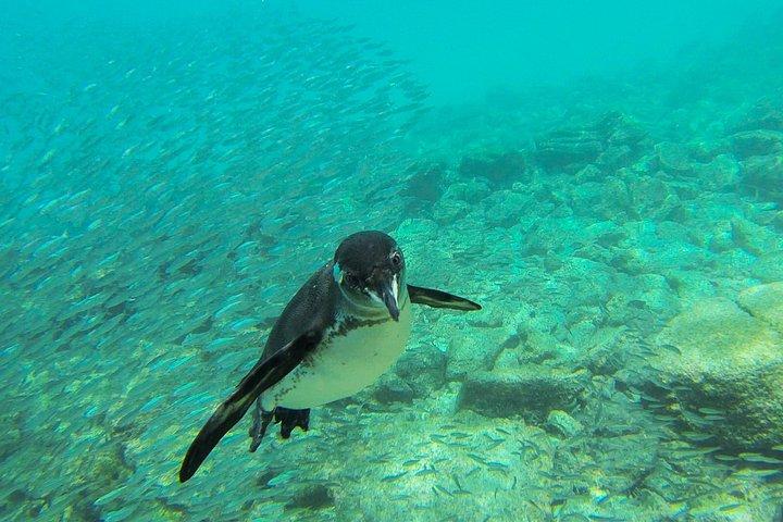 Ganztägiges Schnorcheln und Angeln auf der Insel Pinzon