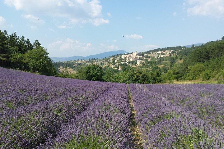 Full day tour de lavanda Luberon y Sault