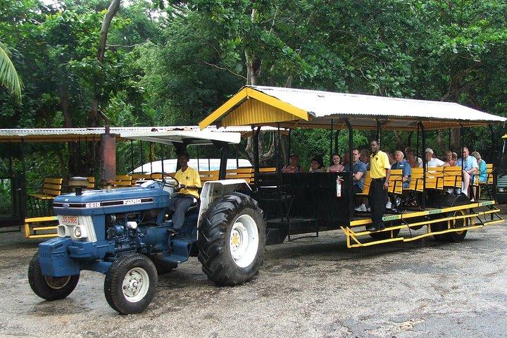 Gustos of Jamaica Food Tour da Runaway Bay