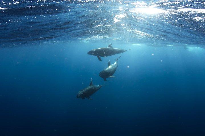 Nage avec des dauphins sauvages à Hurghada