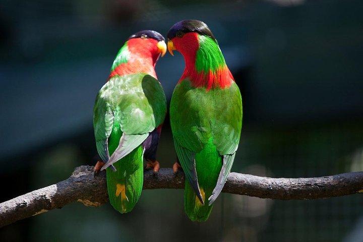 Kula Eco Bird Park, Momi Gun Site och Market Tour Ex Marriott och Denarau resort